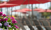 Close up on flowers near a row of lounge chairs.